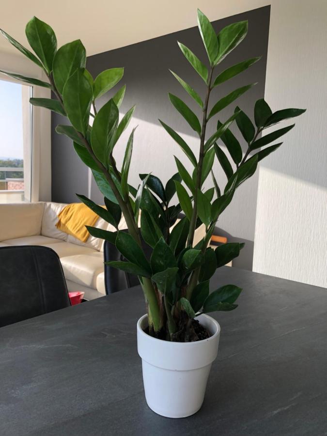 Apartmán La Terrasse Štrasburk Exteriér fotografie
